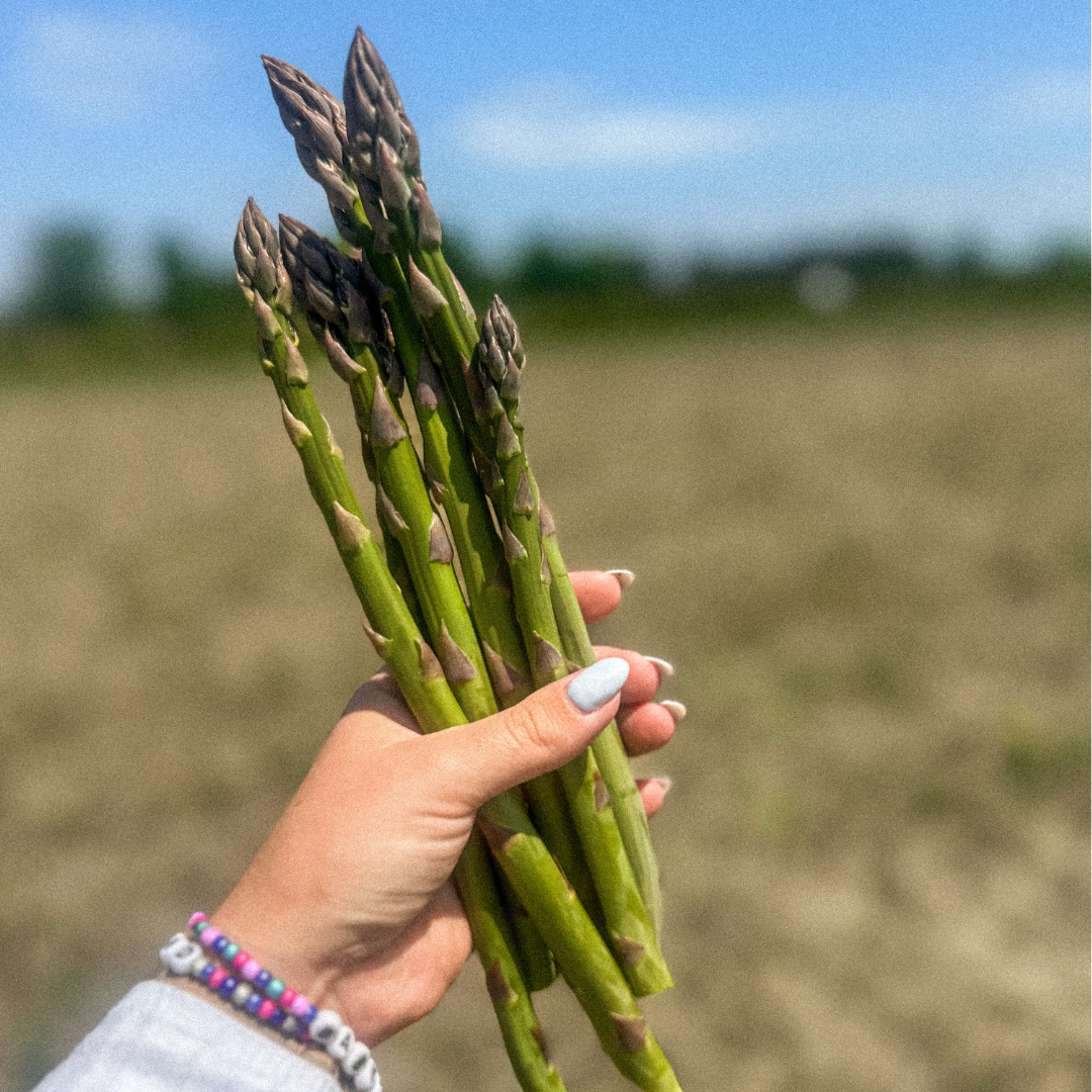 Pingle's Farm | Tulip Days 2025